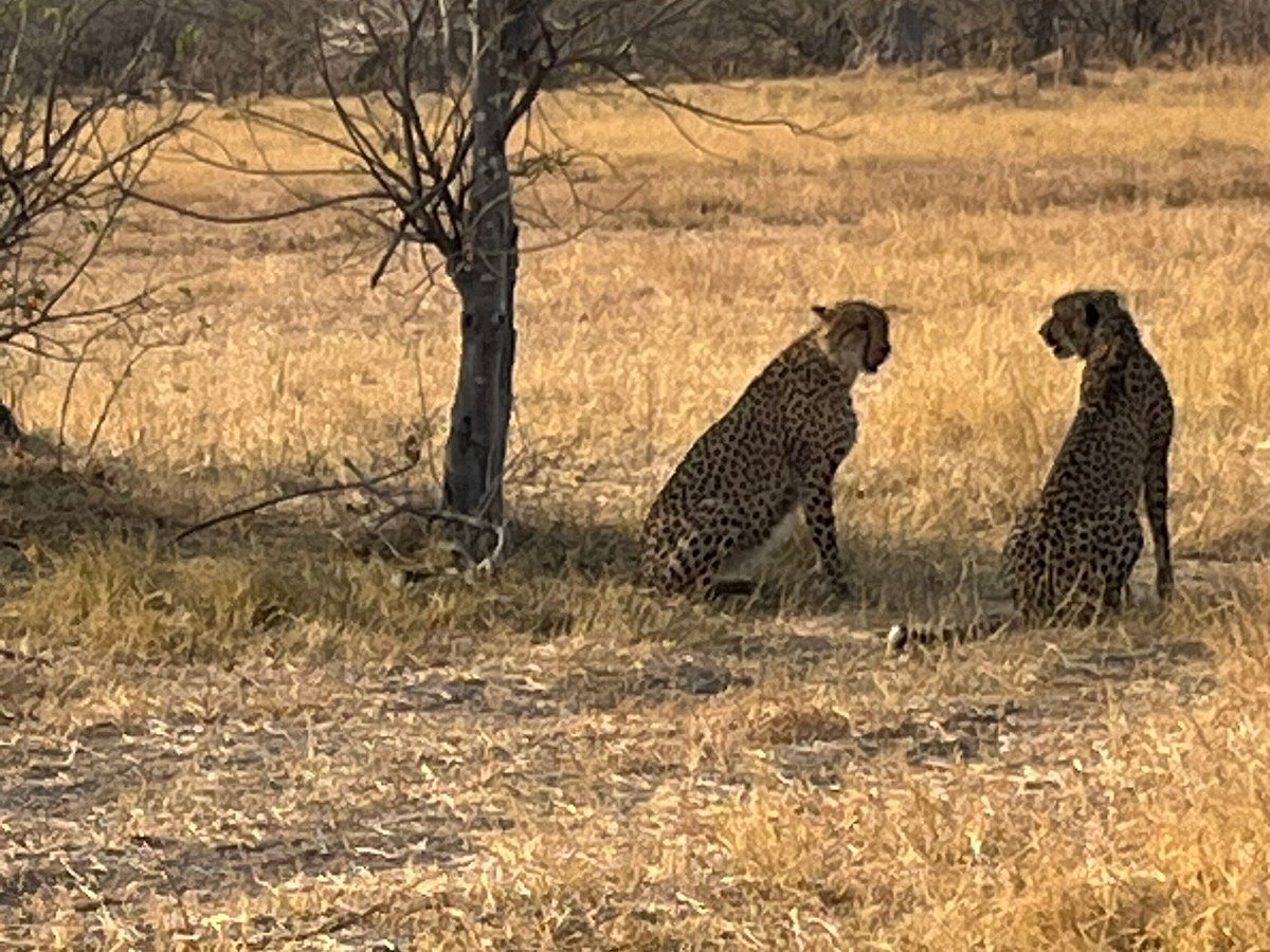 African Safari Adventure